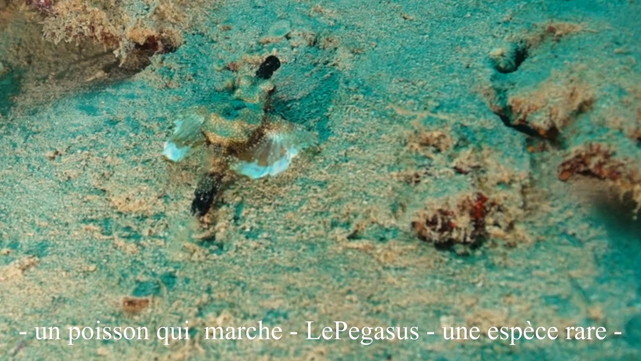 voyage et plongée ILE MAURICE #plongée ile maurice # 7 cascades #voyage ile maurice #pegasus
