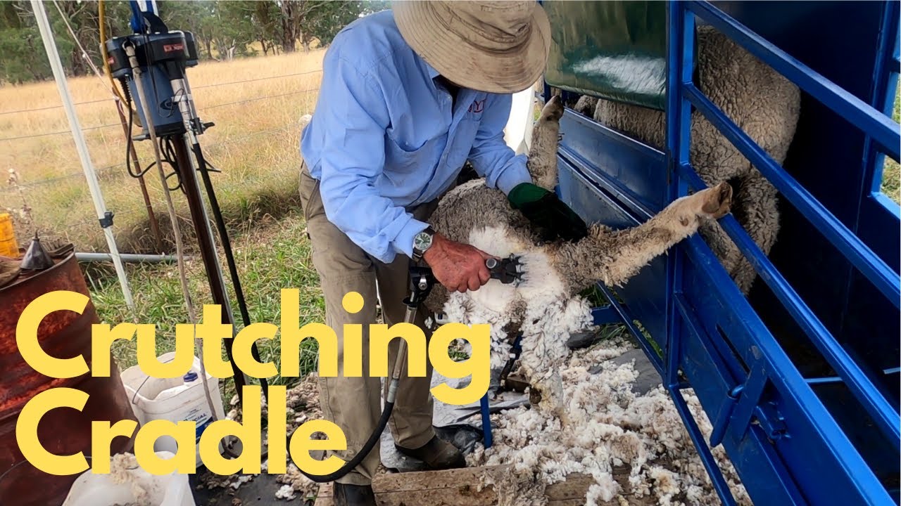 Crutching Cradle 2024