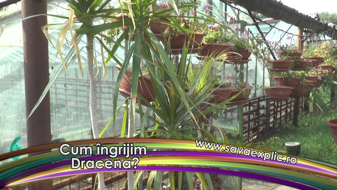 Cum îngrijim Dracena ?