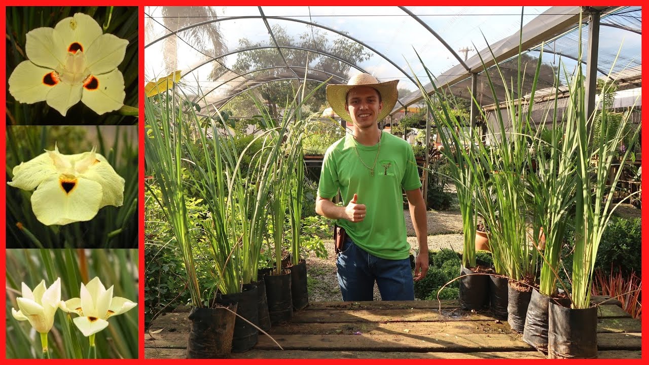 Como plantar Moreia | (AMARELA) Moreia-Bicolor e Moreia Branca | MUITO F&Aacute;CIL E PR&Aacute;TICO