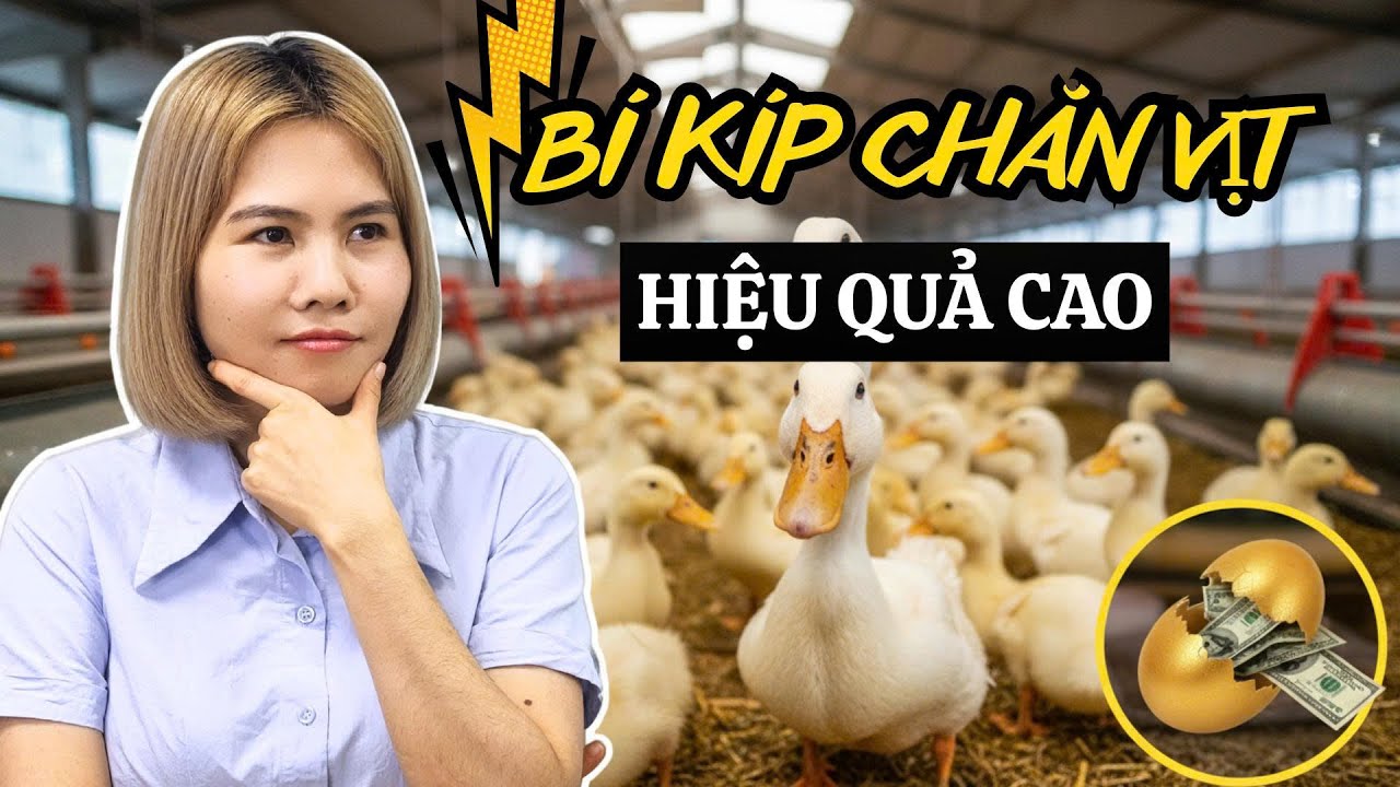 Những Bí Mật Về Nuôi Vịt Mà 10 Người Thì 9 Người Không Biết