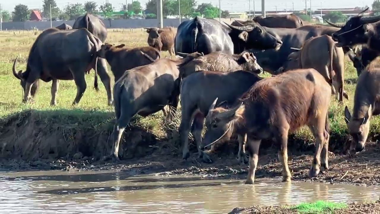 Buffalo grazing in the open field.