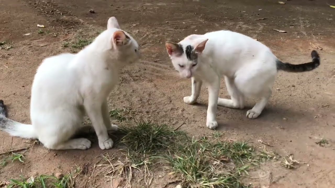 Twin Fluffballs! Two White Kittens Playing Together 🐾🤍 #kitten 