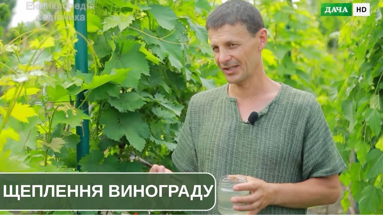 Як щепити виноград: покращене копулювання (чорним у зелене) та окулірування