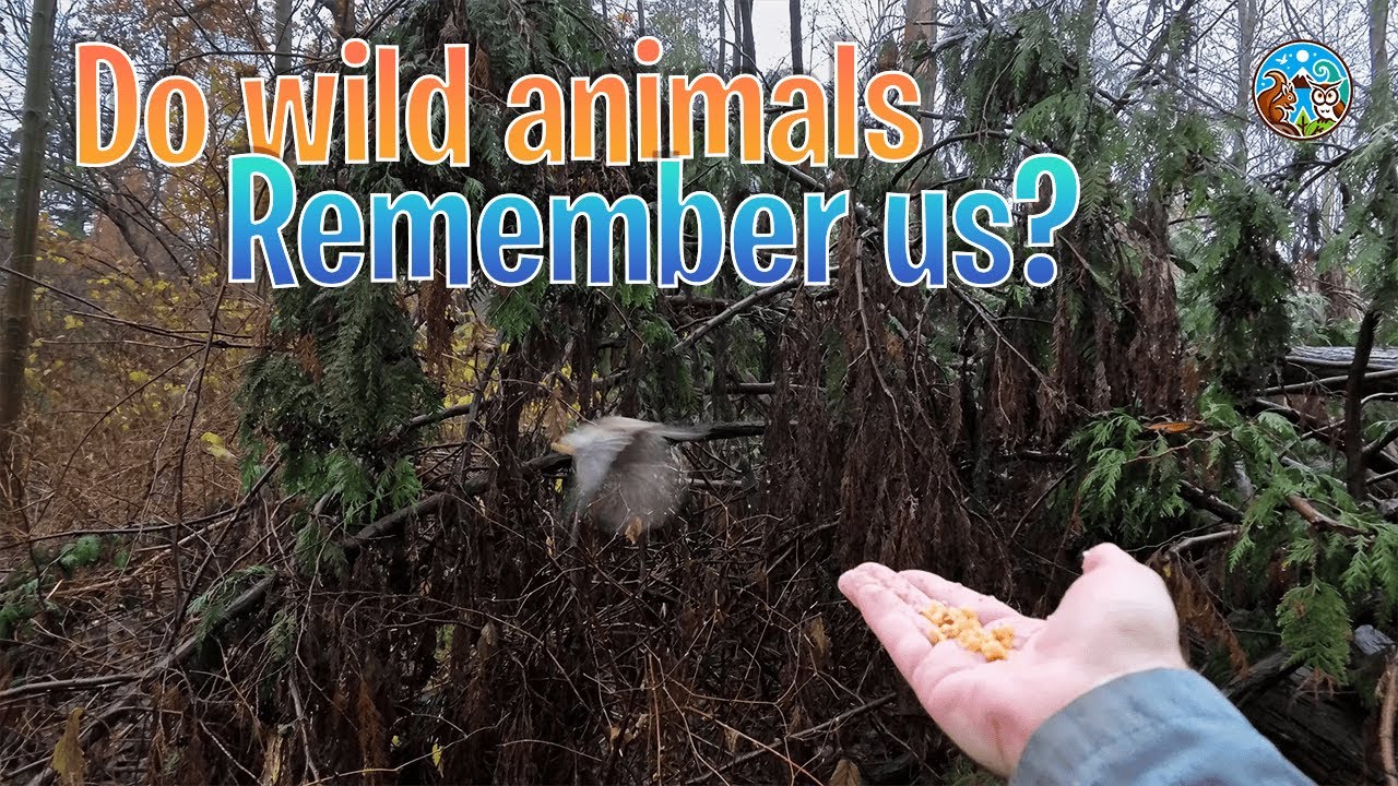 Do wild animals remember us?