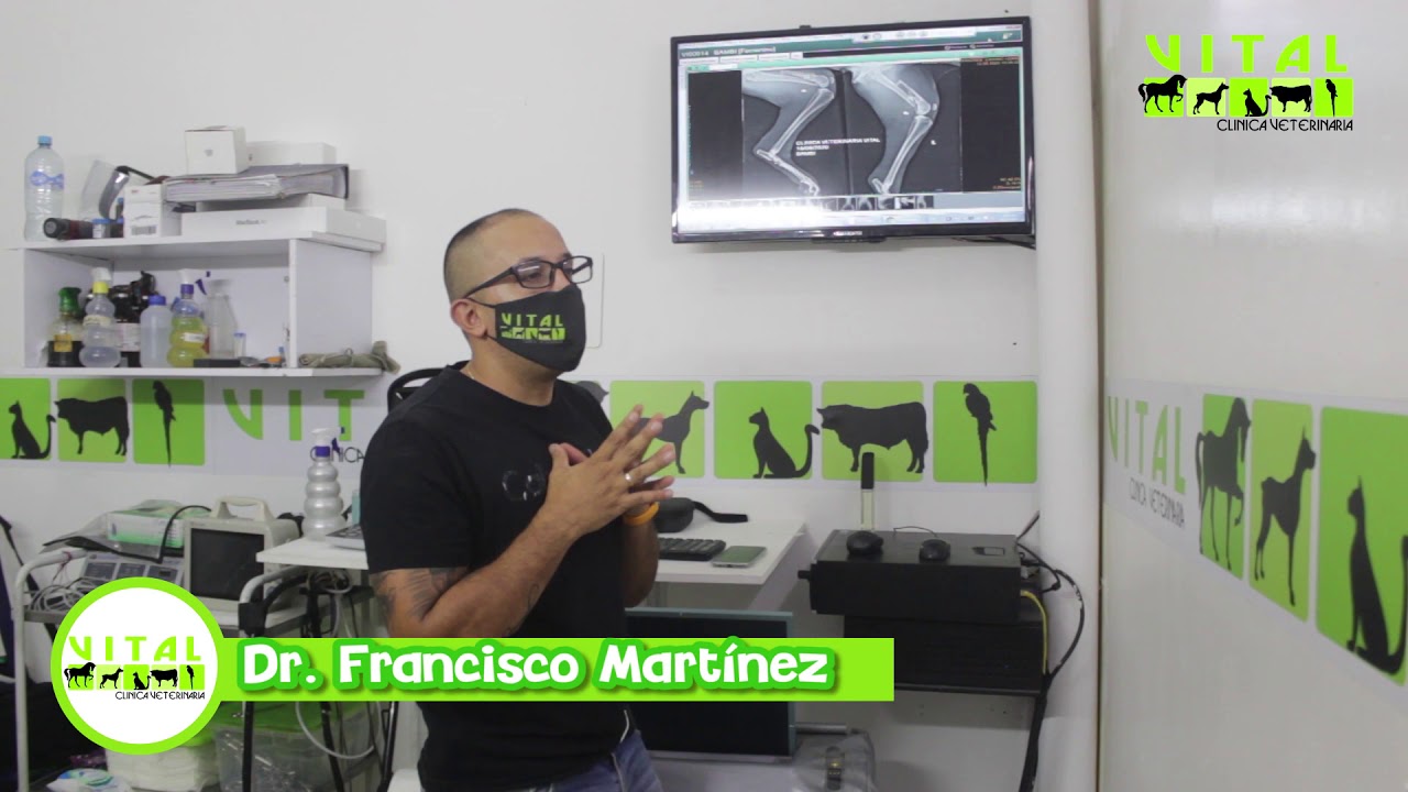&iquest;Que hacer si mi mascota tiene una fractura?