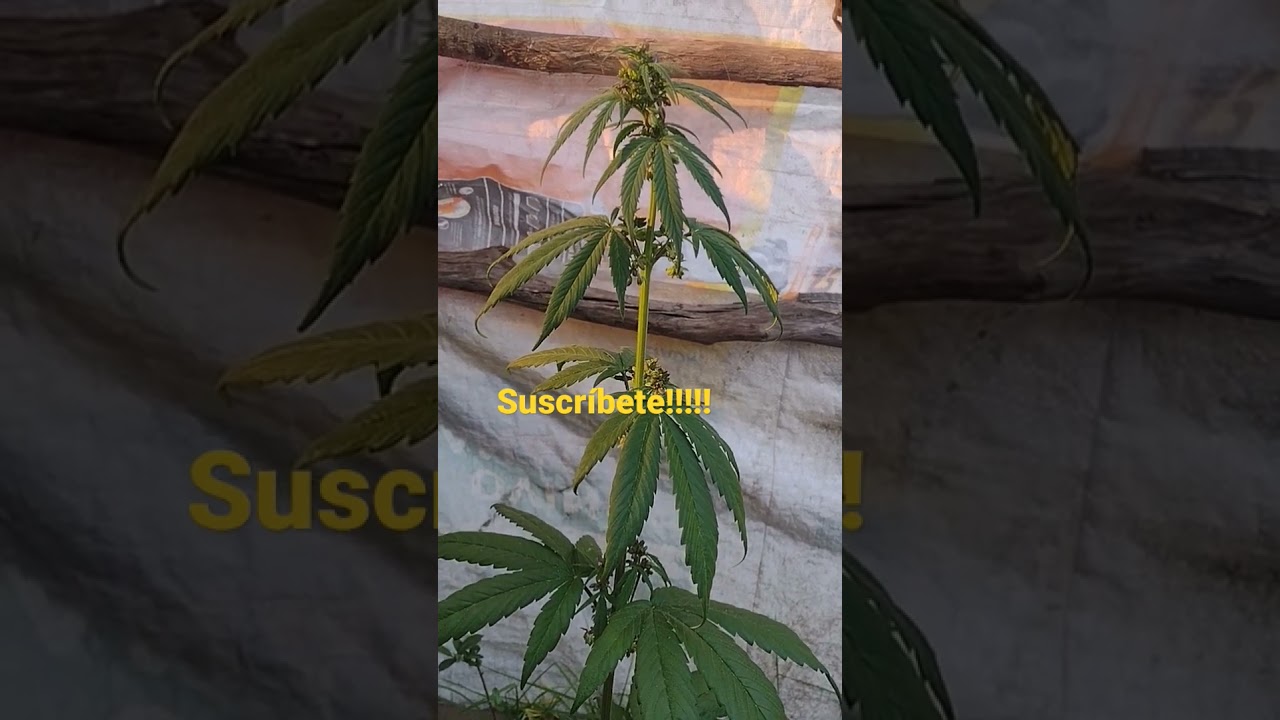 Planta de marihuana macho!.