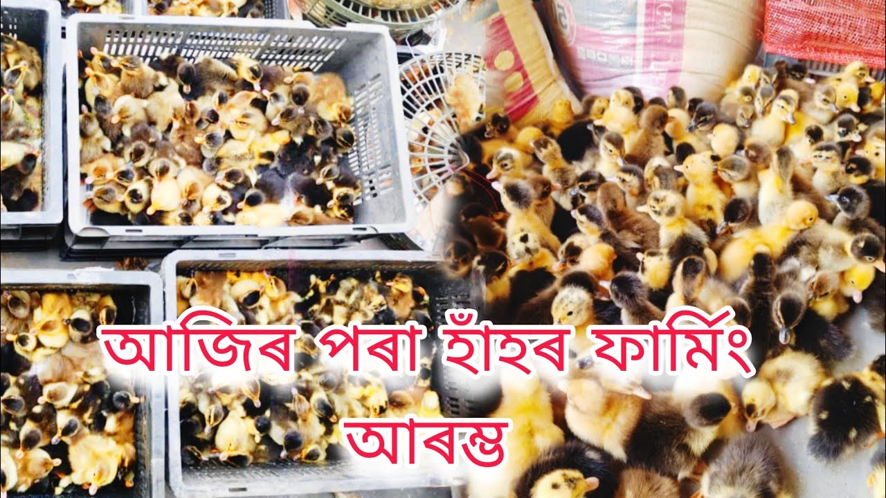 আজিৰ পৰা হাঁহৰ ফাৰ্মিং আৰম্ভ  মোৰ প্ৰথম ভ্লগ 