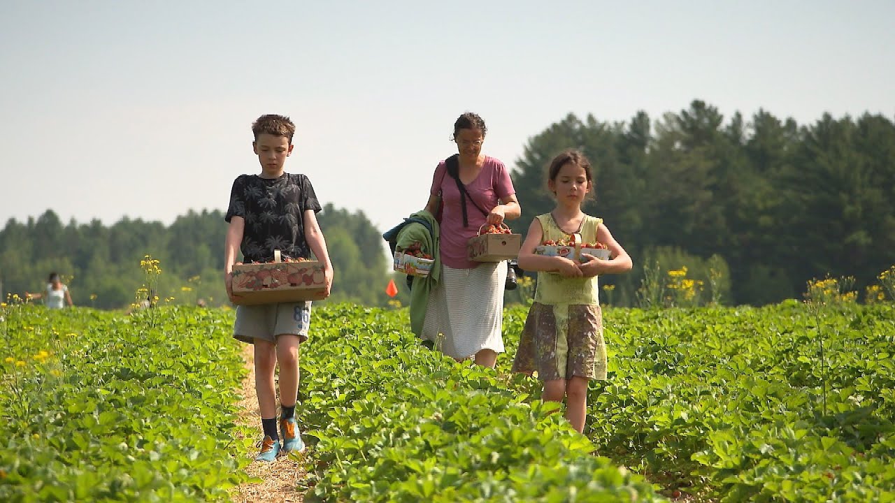 Le défi de l’autonomie alimentaire, 2e partie - L'épicerie