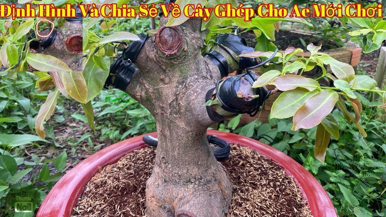 Định hình & chia sẻ cây mai sau khi ghép cho AE mới tập chơi