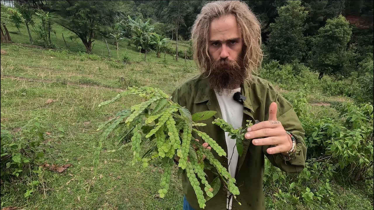 Drinking the Powerful Asian Plant Medicine that the World Forgot... SOMA?! (Phyllodium Pulchellum)