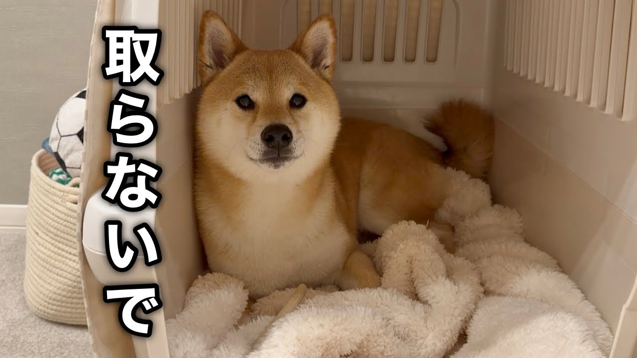 【異変】今までなかった行動にびっくりしました