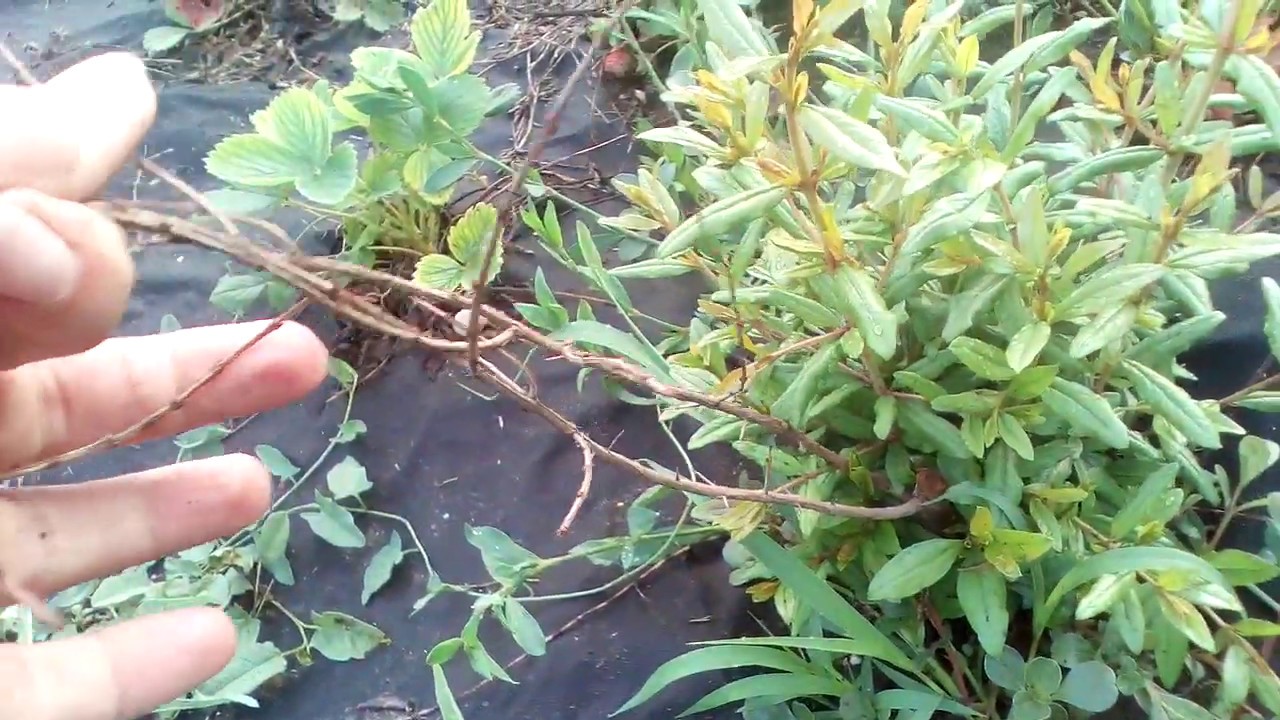 Как я черенкую ГРАНАТ, результат