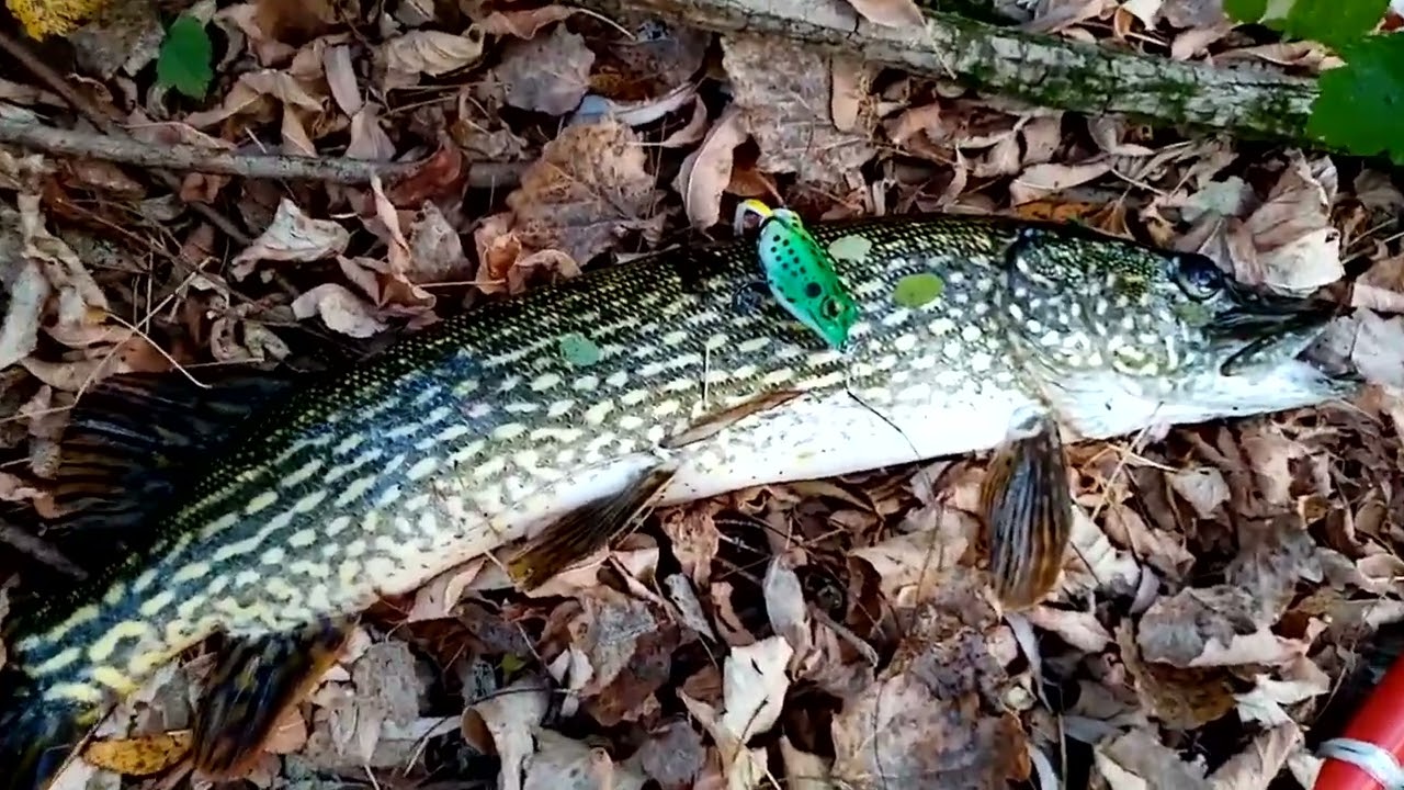 Varalica žaba,frog  (štučje ludilo na žabu 1) by Nidža