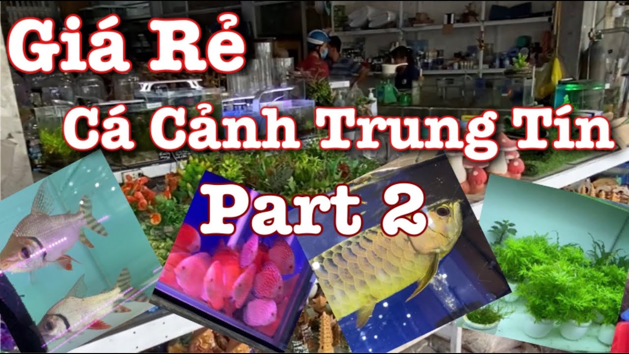 PART 2 THIÊN ĐƯỜNG CÁ CẢNH TẠI SÀI GÒN || AQUARIUM PARADISE IN VIETNAM
