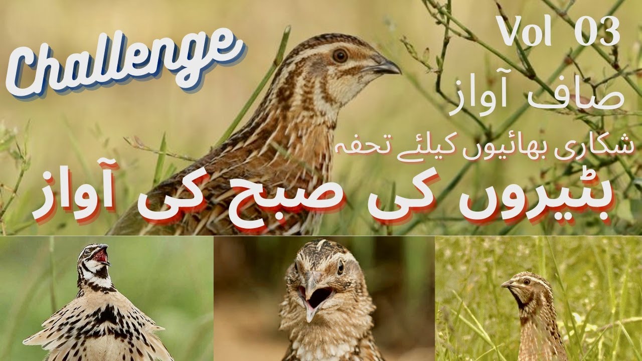 Batair ki Awaz Subah ke liy | Quail Sound for morning | Quail sound Vol  03 | Common Quail