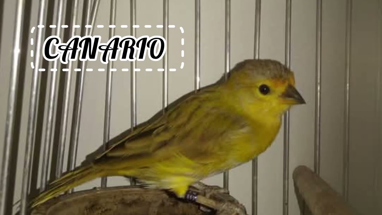 TU EJEMPLAR AL ESCUCHAR ESTE AUDIO CANTARA INMENSAMENTE 🤩 - CANTO PARA ESTIMULAR CANARIOS CRIOLLOS 🔥