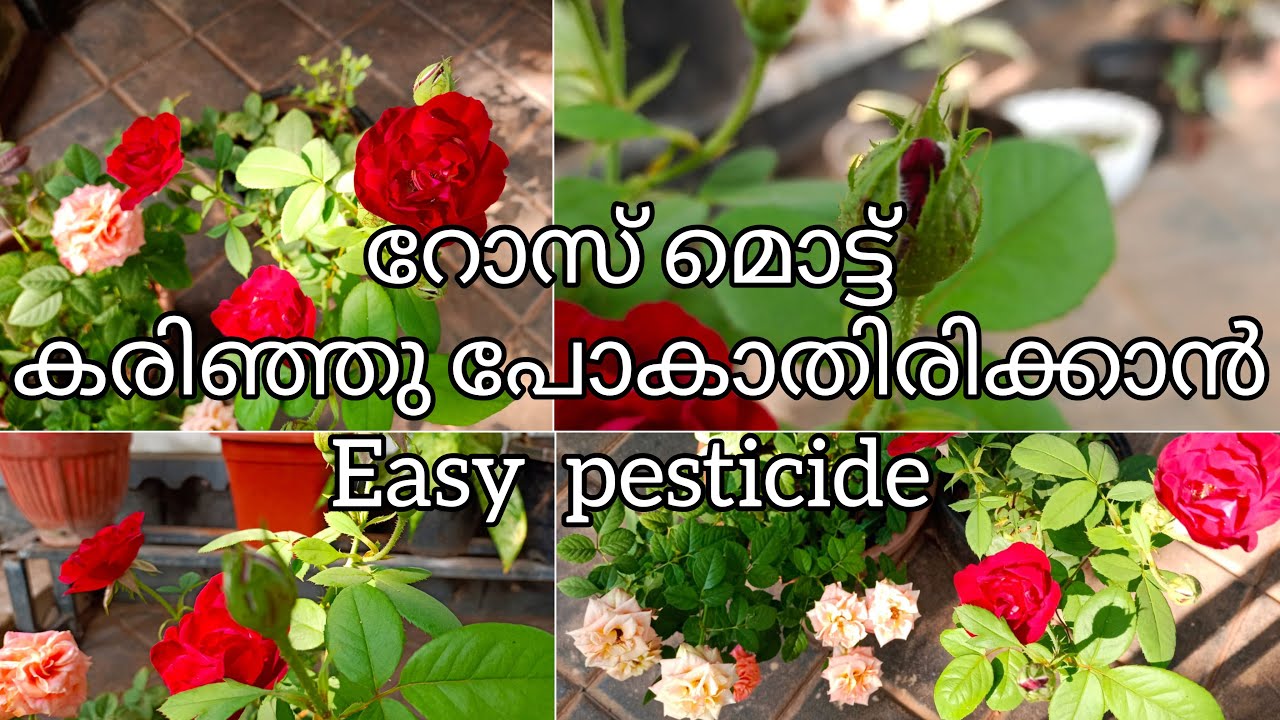 റോസ് മൊട്ട് മുരടിച്ചു പോവാതിരിക്കാൻ/EASY PESTICIDE/ROSE PESTICIDE