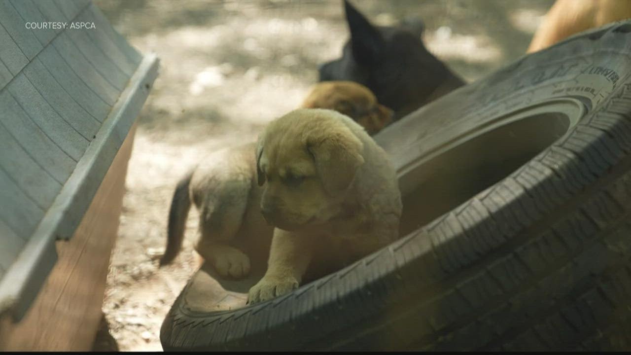 65 dogs rescued from 'overwhelmed' pet owner in Georgia, many in need of medical care