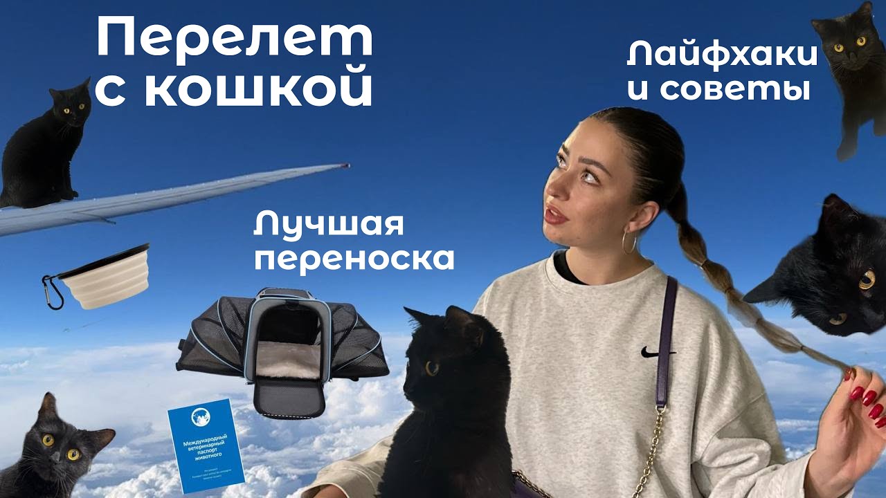 ПЕРЕЛЕТ С КОШКОЙ🐈‍⬛|Как подготовиться?|Что взять с собой для комфортного полёта? ✈️