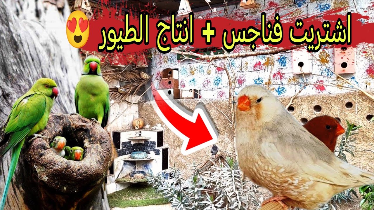 اشتريت طيور جدد 🐦 + صار شي غريب بالبنكالي فينش 😳 + انتاج الفناجس #محمية #طيور 