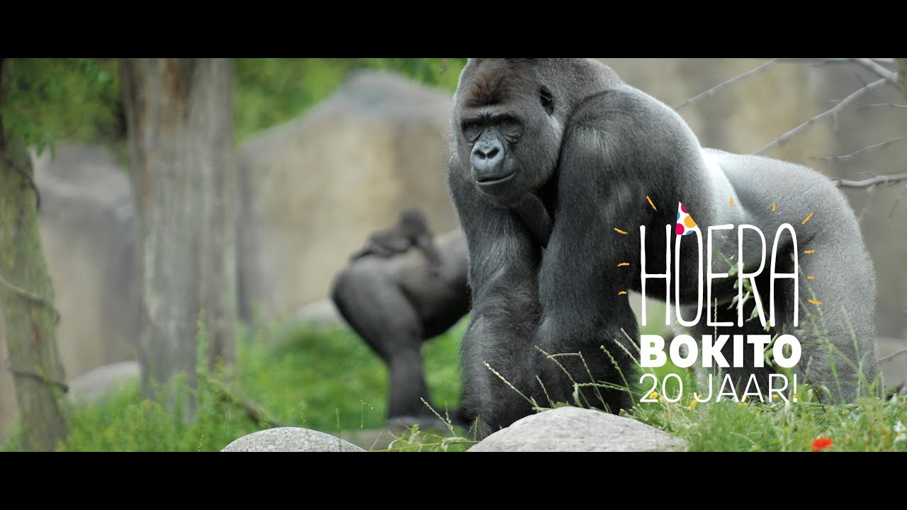 Gorilla Bokito 20 jaar: feestje Bokito-stijl in Diergaarde Blijdorp Rotterdam