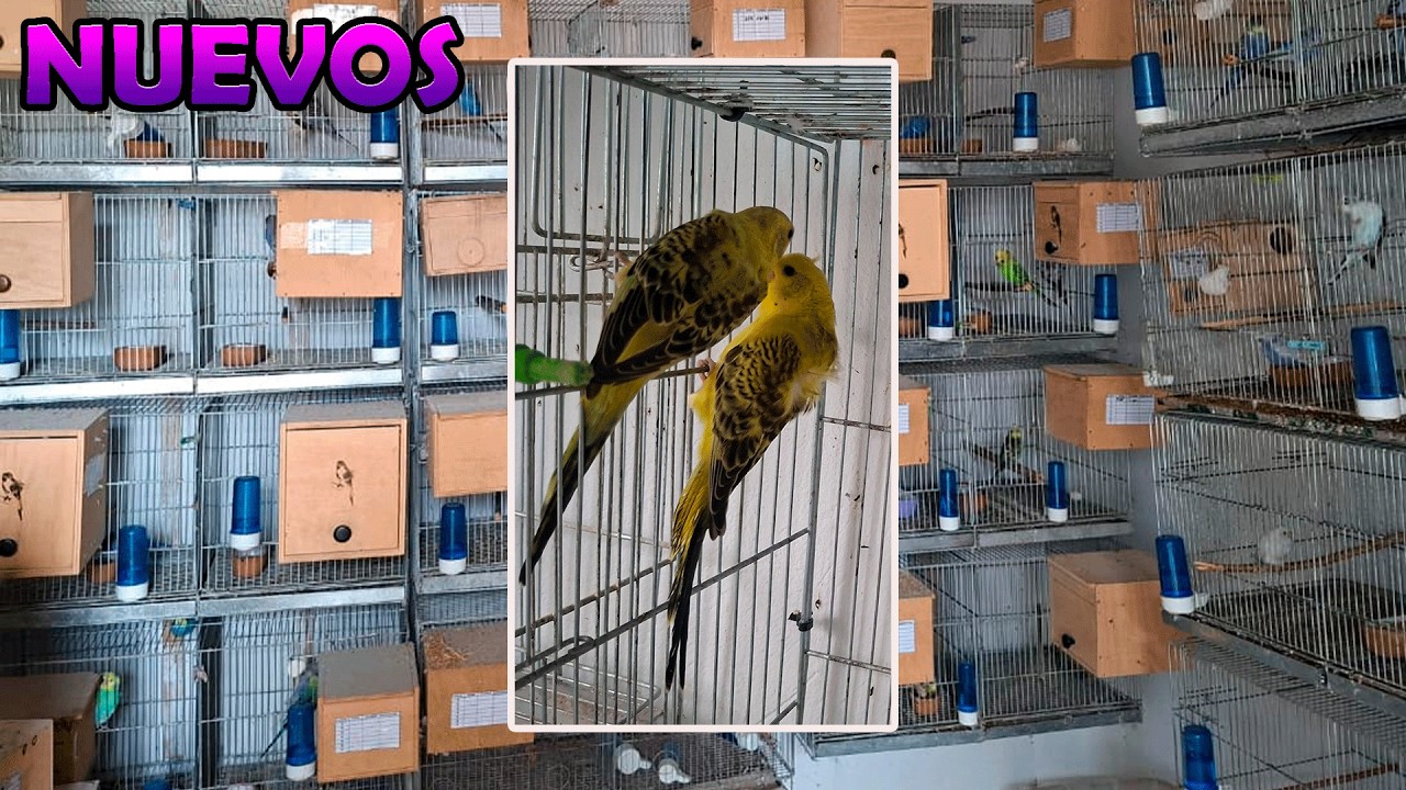 NUEVAS AVES EN EL AVIARIO.😎😎