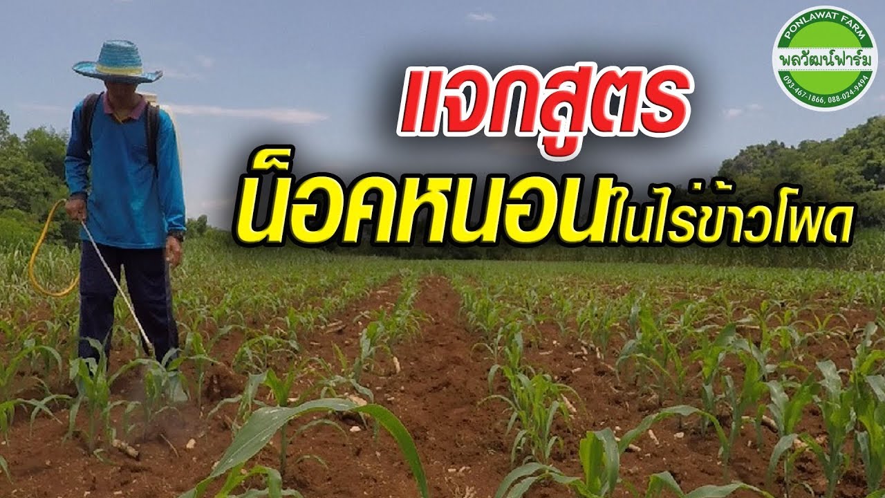 แจกสูตรน็อคหนอนในไร่ข้าวโพดต้นทุนแค่ 40 บาท
