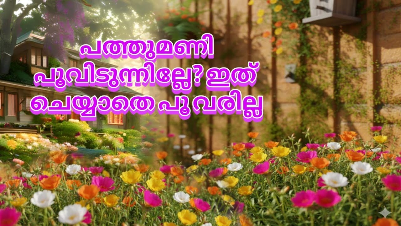 ഇതറിയാതെ പത്തുമണി വളർത്തരുത്#plants #gardening 