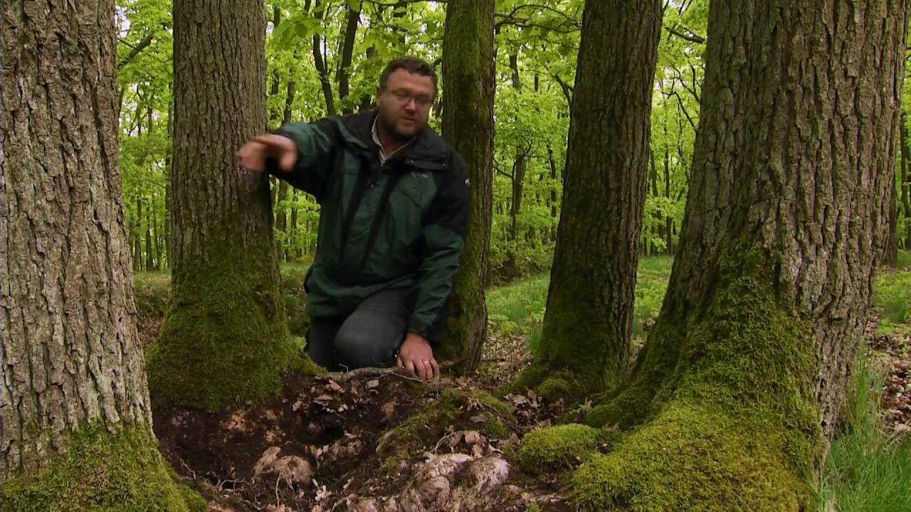 Teplomilná doubrava - Podyjský kaleidoskop