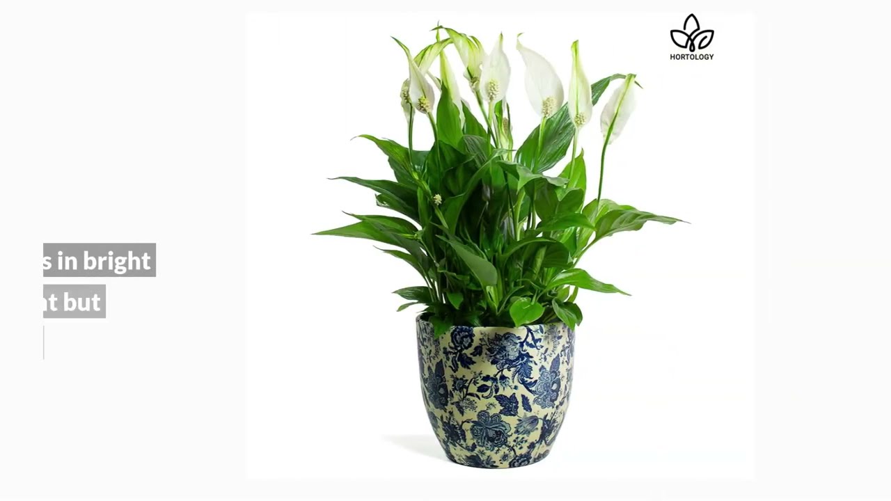 Peace Lily Houseplant Care Tips