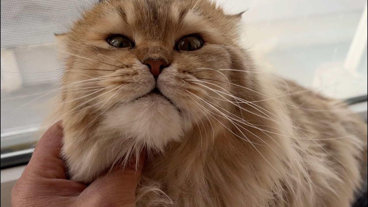 猫半年没见主人很是陌生，大金毛从南方回到北方过年彻底放飞自我！