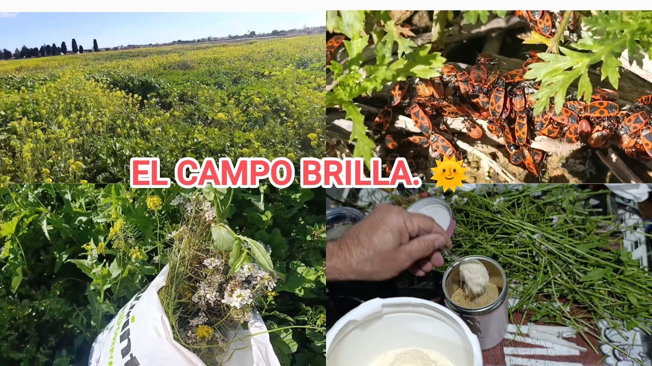 50%PIENSO+50%PAPILLA🍼 8 CEREALES. + JARAMAGO BLANCO + AMARILLO. 