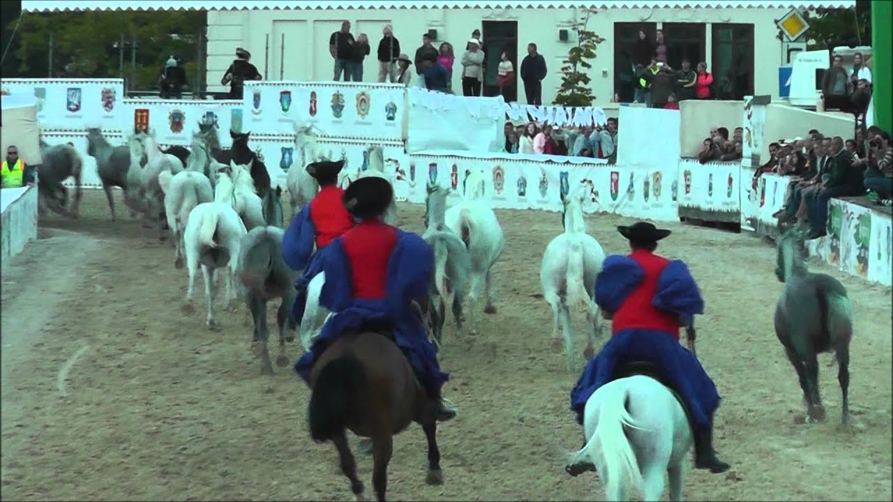 Nemzeti Vágta 2013 - Szilvásváradi Ménes bemutatója