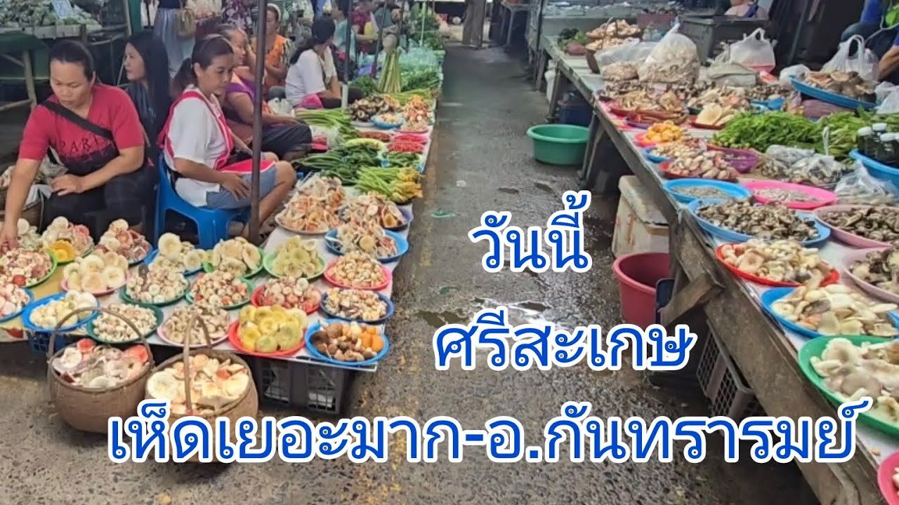 #เห็ดกินได้เห็ดออกเยอะมากตลาด อ.กันทรารมย์ จ.ศรีสะเกษ ช่วงนี้มีเยอะมาก#อาหารตามฤดูกาล #food #ลุงแม็ค