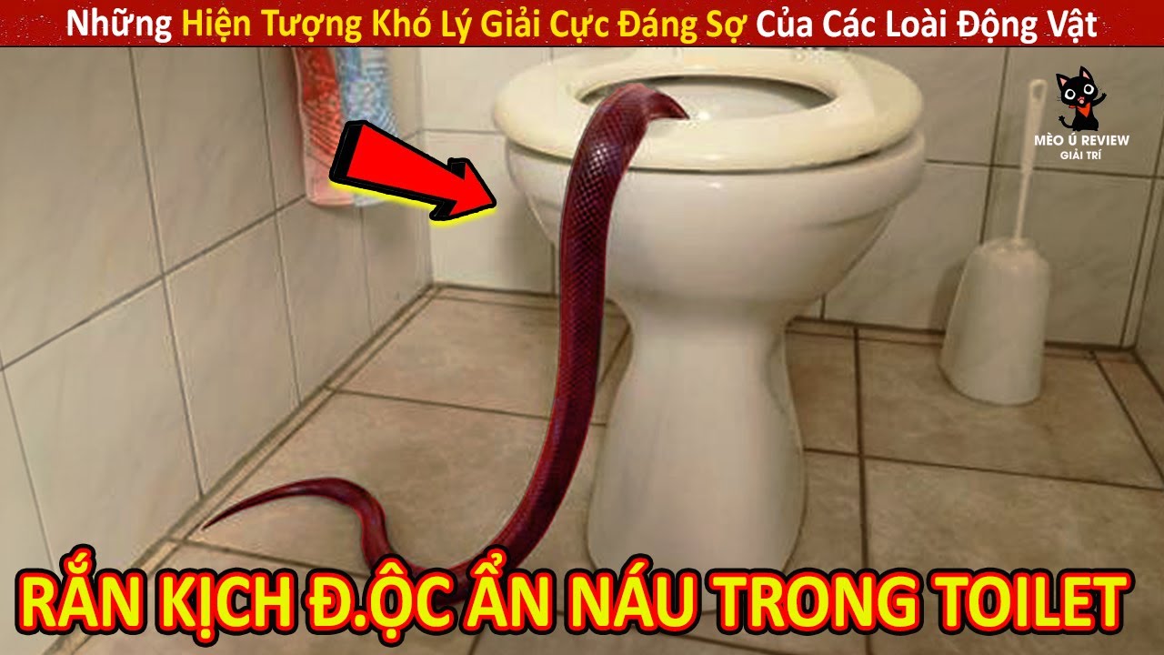 Những Hiện Tượng Khó Lý Giải Cực Đáng Sợ Của Các Loài Động Vật || Review Giải Trí Đời Sống