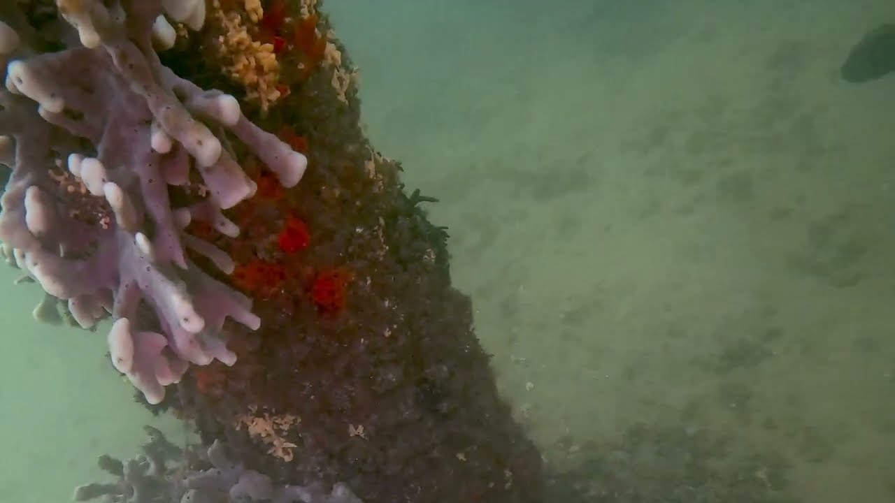 🌊 Clifton Gardens Dive &ndash; Gloomy, Dark & Eerie Conditions | Sydney Diving 🌊