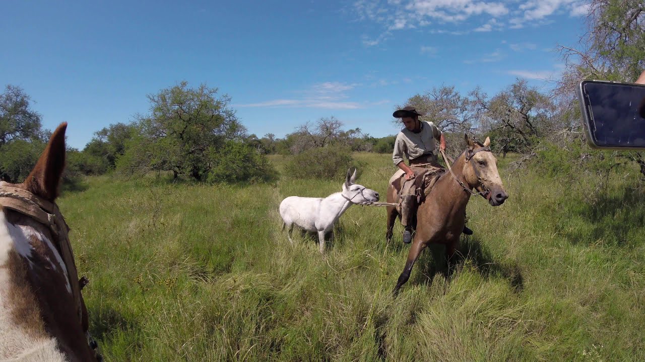 Cacería de los Burritos 🐎 Campero Tv Fiesta del Ternero  #Burritos #Burros #Donkey #Jumento