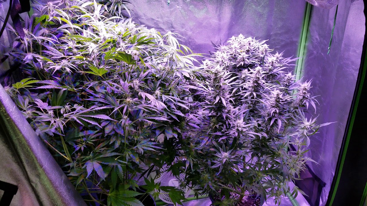 Glue Gelato Autoflower (Barney's Farm)