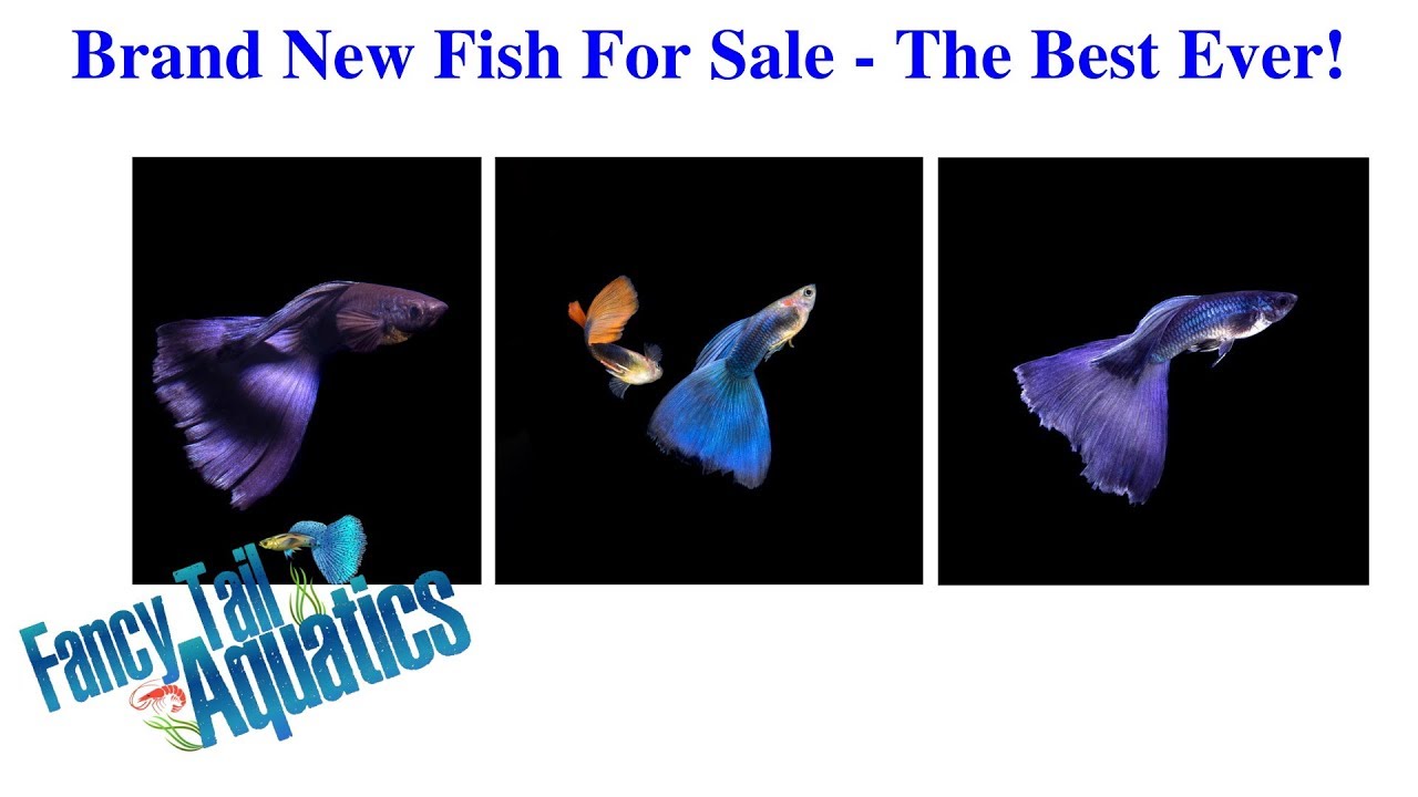 Best Guppies For Sale Ever! You Get First Chance!