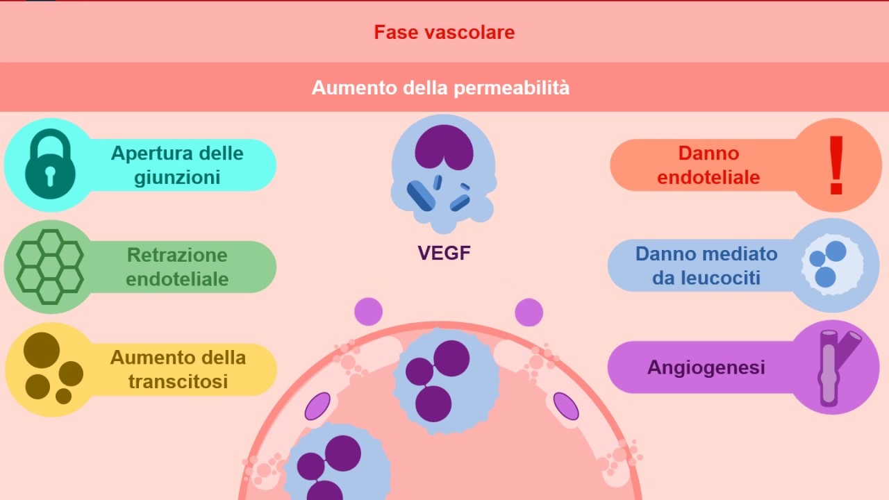 Reazione vascolare in corso di infiammazione