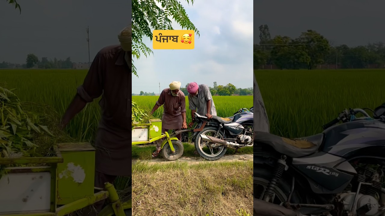 village life punjab#Punjabisongs #agriculture#farming#shorts