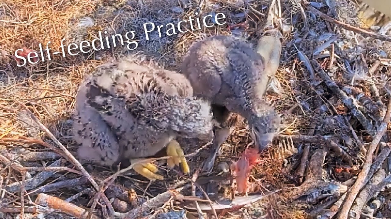 #213🦅🐥32°🐥27°／Winter Park Eagle Nest 2026／Against All Odds:One-Eyed Mom／by Winter Park Eagle Cam