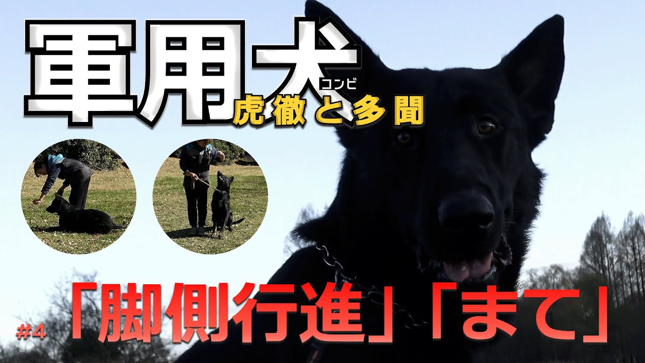 軍用犬コンビ虎徹と多聞#4　脚側行進・まて