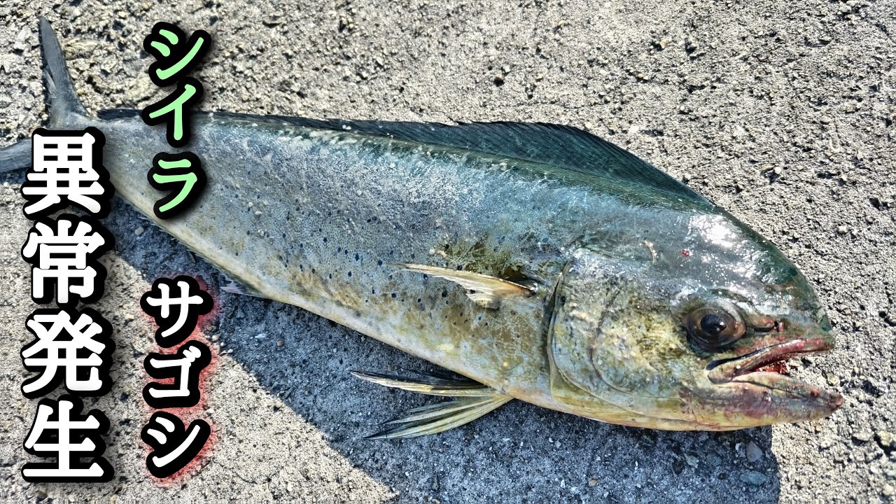 #ショアジギング 【本日のルアーは？】サゴシにシイラも釣れます。