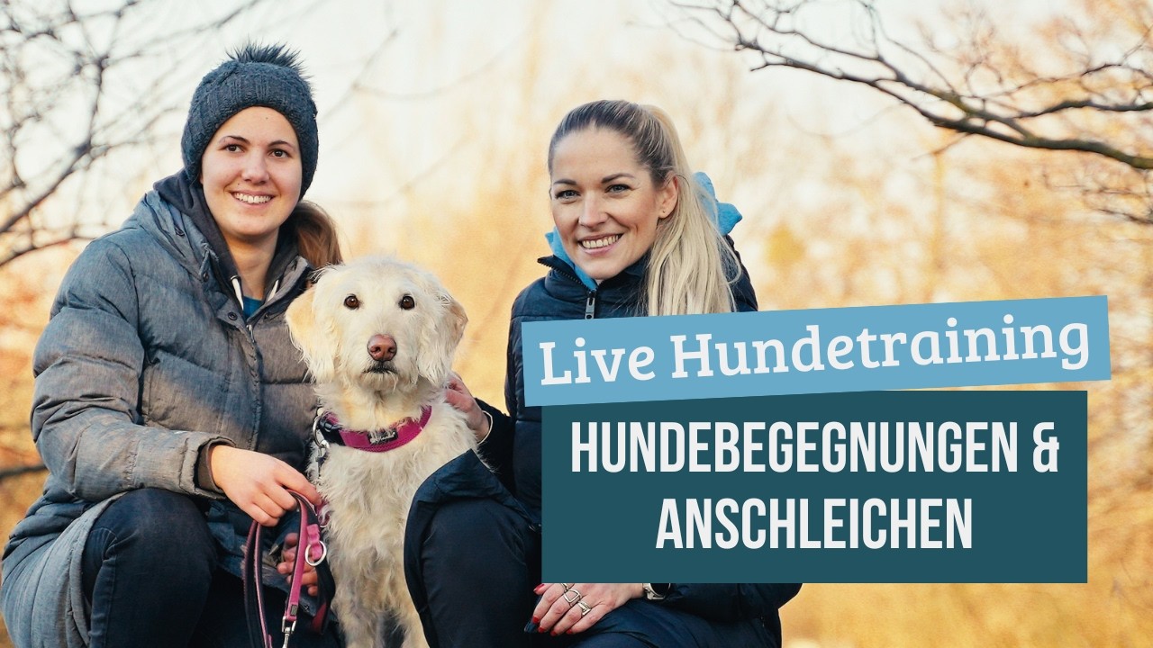 Training mit Labradoodle Hündin 