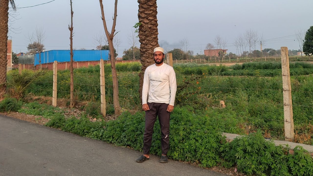 Aaloo ke khet par bakariyo ka atank || Khet ki fasal kaise kharab kar rhi hai ye || Kisan || farmer 