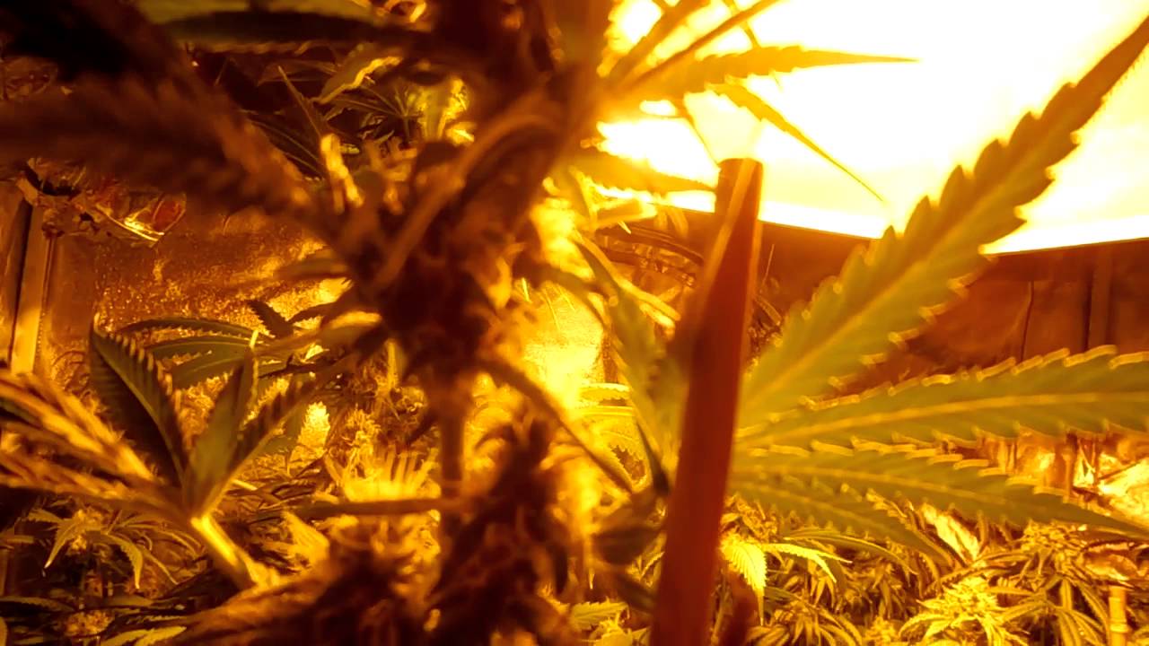 PsyGen Super Silver OG Update 12