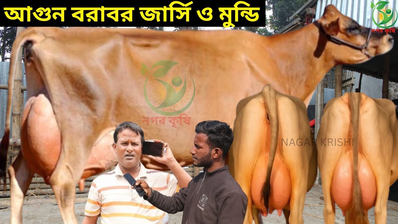 জামাল মামার আগুন বরাবর জার্সি ও মুন্ডি গাভীর কালেকশন ! ১৪-২০ লিটারের মধ্যে বাচ্চাসহ বাঘাবাড়ী জার্সি