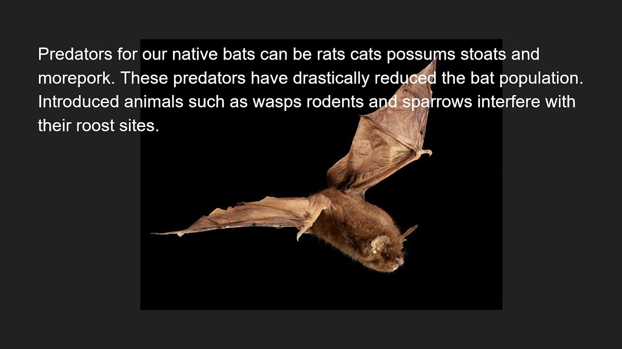 NZ Native Bats/Pekapeka